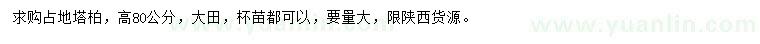 求購高80公分占地塔柏
