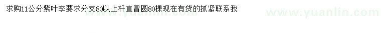 求購11公分紫葉李