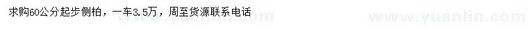 求購(gòu)60公分起步側(cè)柏