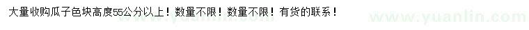 求購高55公分以上瓜子色塊