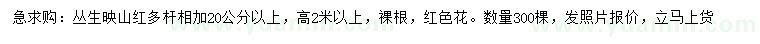 求購高2米以上叢生映山紅