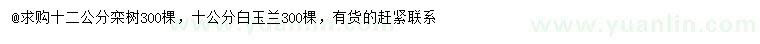 求購12公分欒樹、10公分白玉蘭