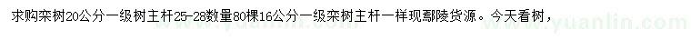 求購(gòu)16、20公分欒樹(shù)