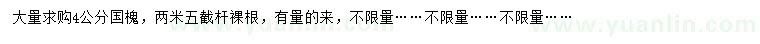 求購4公分國槐