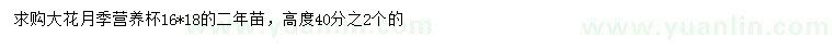 求購(gòu)高40公分大花月季