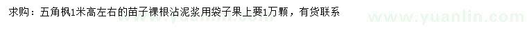 求購高1米左右五角楓