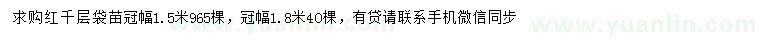 求購冠幅1.5、1.8米紅千層