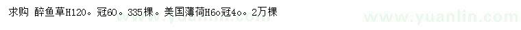 求購高120公分醉魚草、60公分美國薄荷