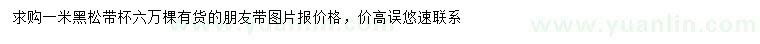求購1米黑松