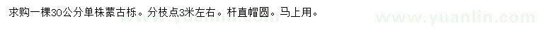 求購30公分單株蒙古櫟