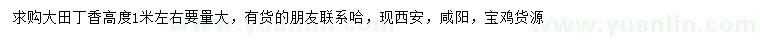 求購(gòu)高1米左右大田丁香