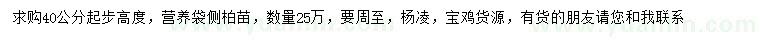求購高40公分起步側(cè)柏