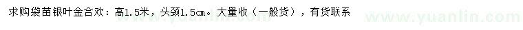 求購高1.5米銀葉金合歡