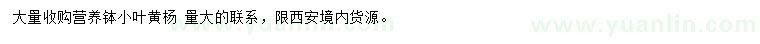 求購小葉黃楊