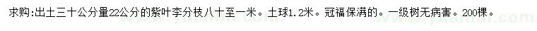 求購30公分量22公分紫葉李