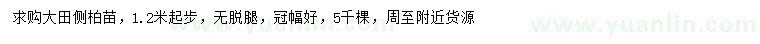 求購1.2米起步大田側(cè)柏苗