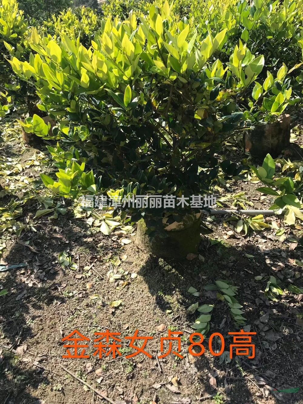 福建[產品]/福建金森女貞80高價格/報價