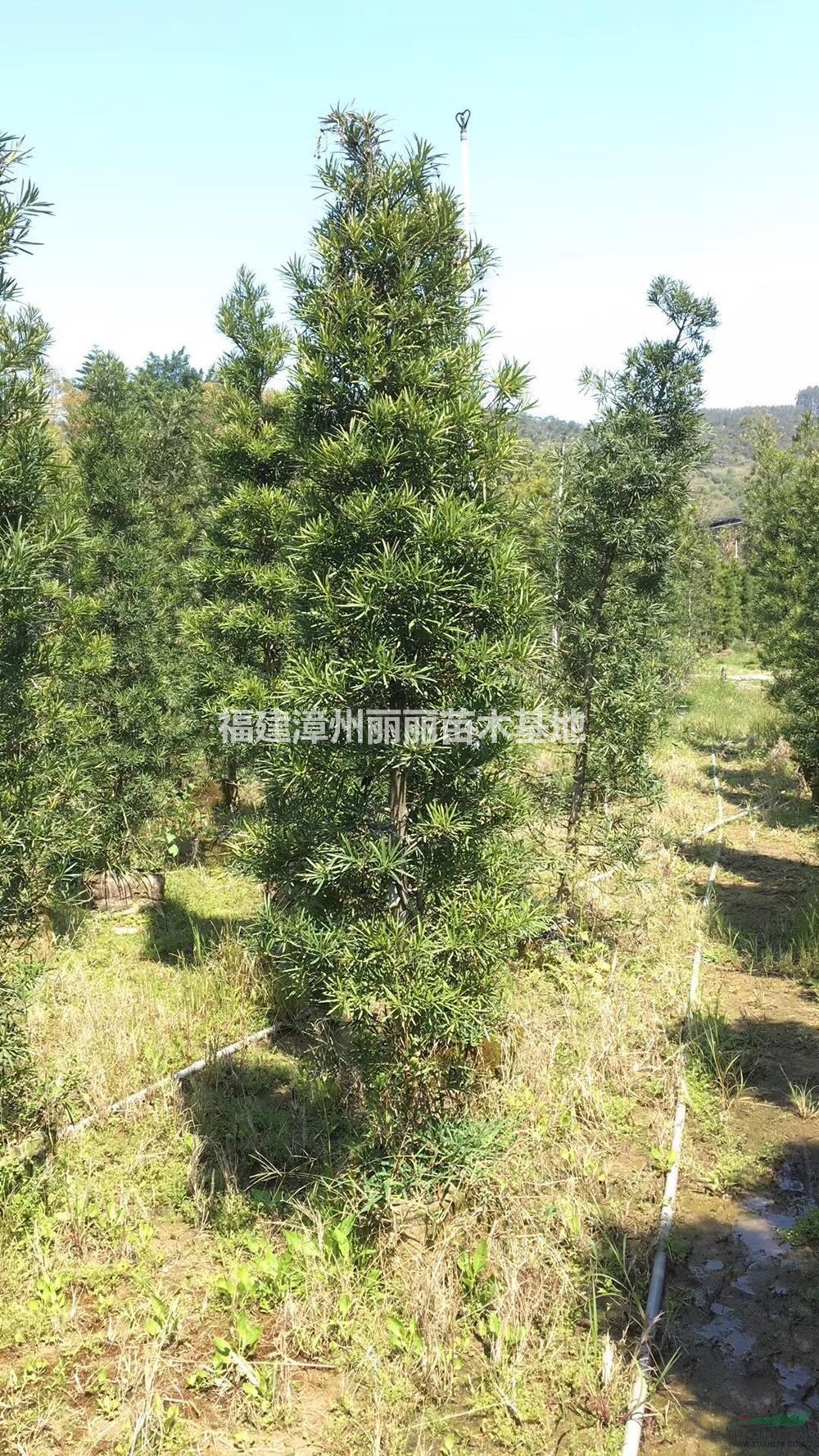 圓柱羅漢松行情報價/圓柱羅漢松圖片展示