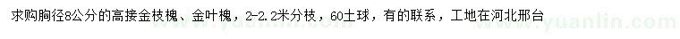 求購(gòu)胸徑8公分的高接金枝槐、金葉槐