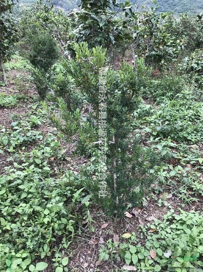 特價處理一批頭徑2-4分雀舌黃楊500棵