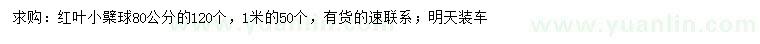 求購80、100公分紅葉小檗球