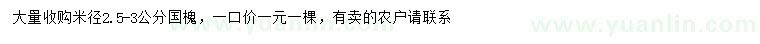 求購米徑2.5-3公分國槐