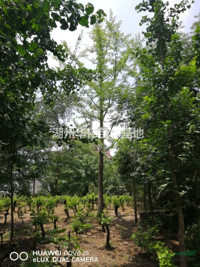 浙江长兴供应胸径10--35公分银杏树