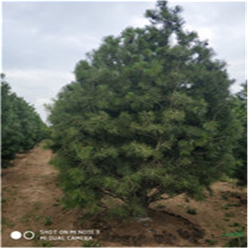  山东帅意种植的白皮松上市了，冠幅3米的白皮松