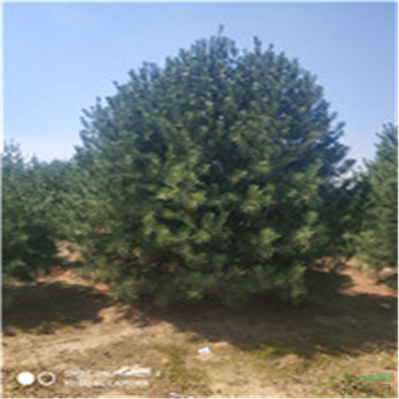 山东帅意种植的白皮松上市了，冠幅3米的白皮松