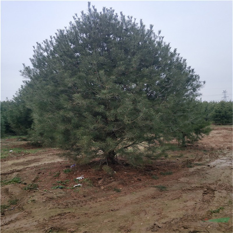  山东帅意种植的白皮松上市了，冠幅3米的白皮松