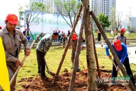 上海绿化养护公司 植物租摆 浦东绿化公司 供应桂花树 