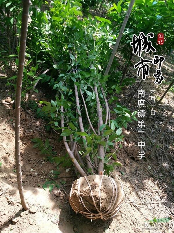 河南鄢陵，大量供應(yīng)叢生蠟梅
