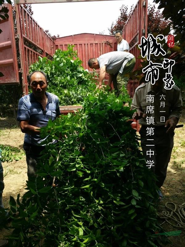 河南鄢陵，大量供應(yīng)叢生蠟梅