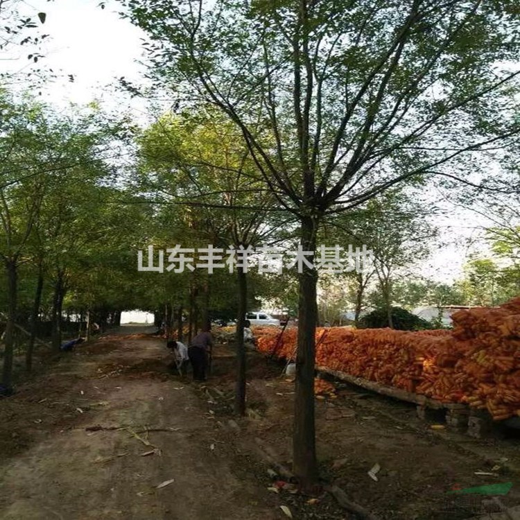 老式國槐8公分-10公分-12公分國槐價(jià)格