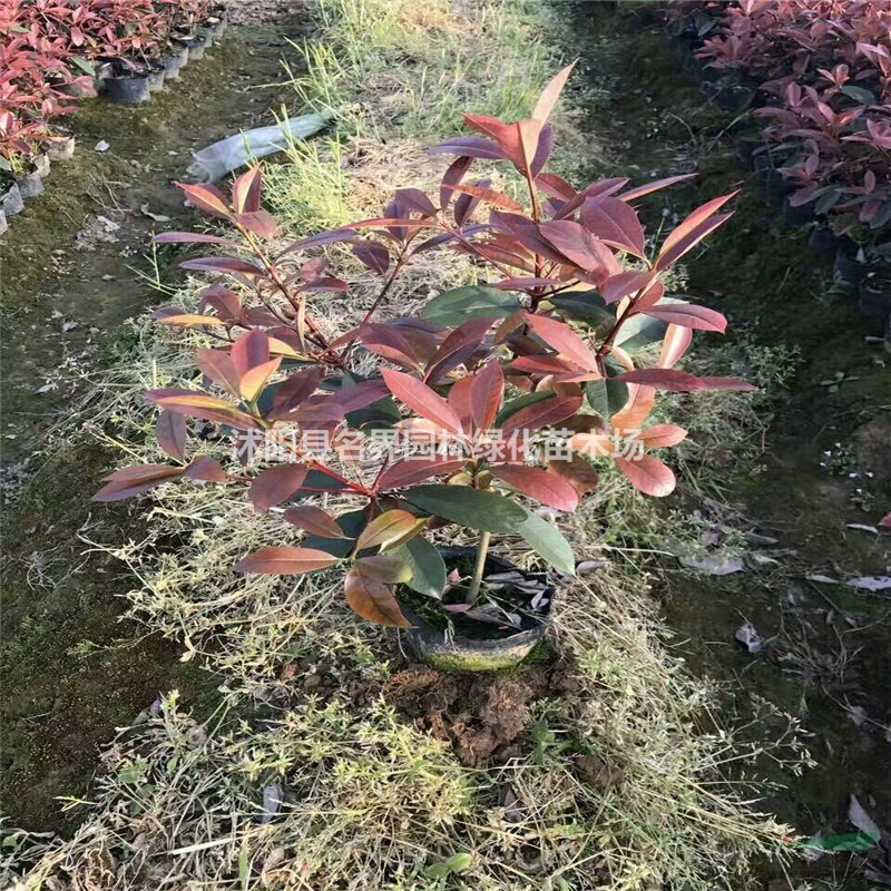  變幻莫測(cè)的紅葉石楠