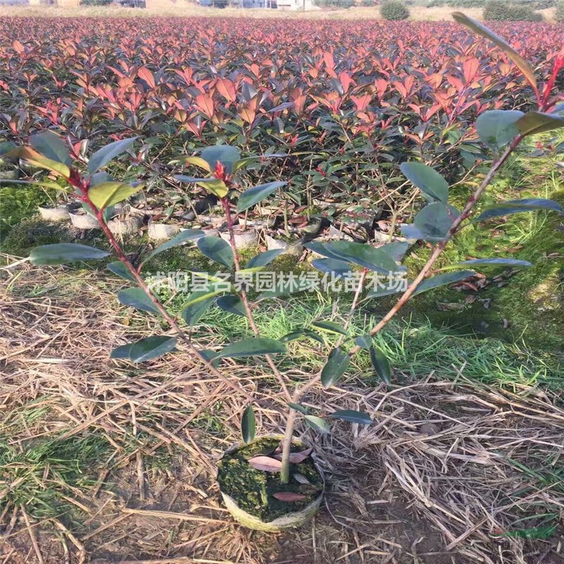  變幻莫測(cè)的紅葉石楠