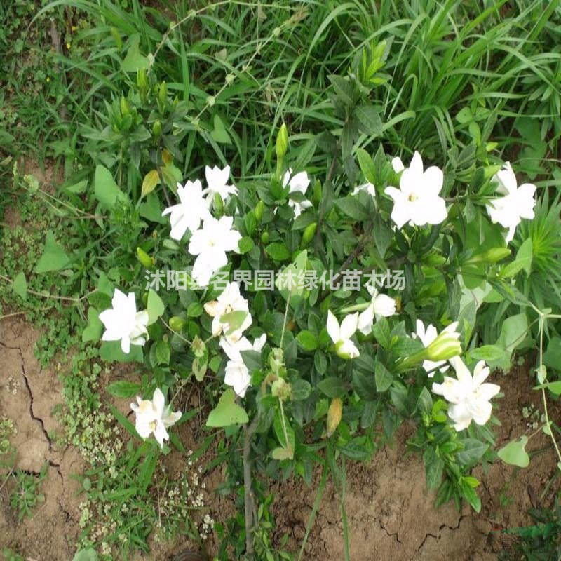 濃香型牡丹梔子花樹苗 大葉小葉中葉梔子花苗盆栽梔子花樹苗 