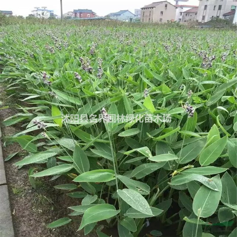 基地直銷 水生植物 再力花 水生花卉水體綠化