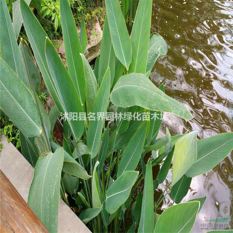 基地直銷 水生植物 再力花 水生花卉水體綠化