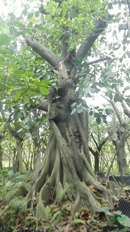 大量仁面子，秋楓及各種綠化苗木供應(yīng)