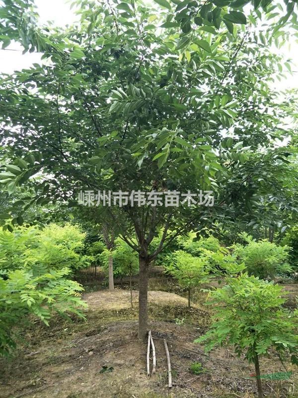 浙江櫻花-嵊州早櫻