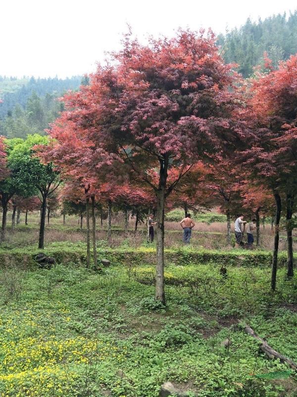 红枫基地