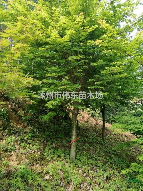 浙江赤楓/嵊州赤楓/3-12公分赤楓