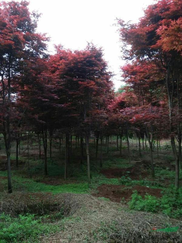 售俄羅斯三季紅楓300棵