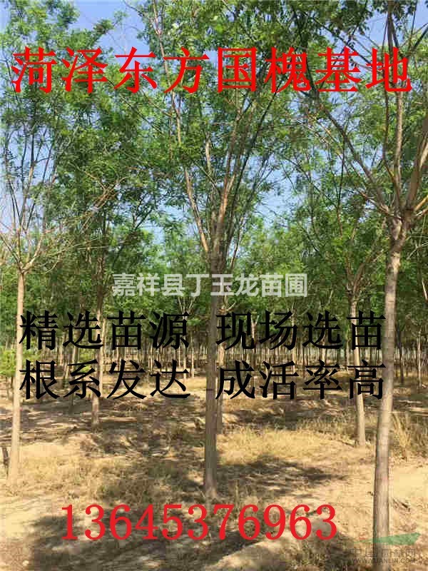 國槐 冠幅飽滿的行道樹怎么修剪？