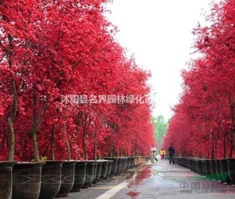 日本紅楓苗 紅楓小苗 秋火焰紅舞姬 盆栽紅楓樹苗綠化樹苗