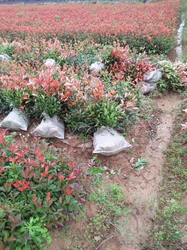 滁州市玉寬苗圃正出售紅葉石楠