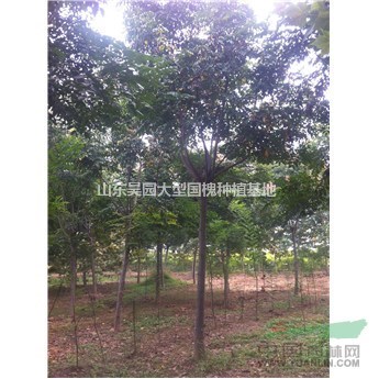 國槐樹 4公分到 40公分國槐價格 大規(guī)格國槐樹
