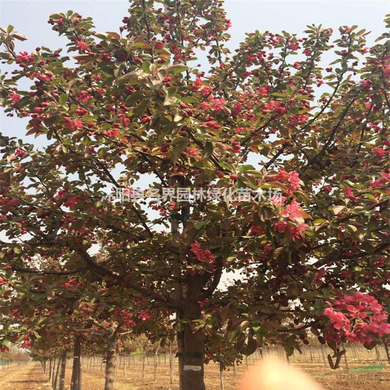 供應(yīng)5公分紅寶石海棠報(bào)價(jià)