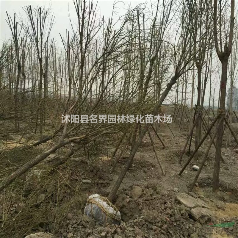 國(guó)槐樹(shù)苗多少錢(qián)一棵